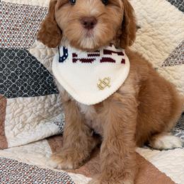 OLD BAY - Caramel male Australian Labradoodle puppy in Valley Springs, California from Blue Denim Doodles