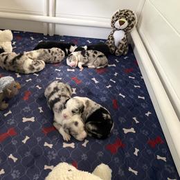 Border Collie Puppies from Janese's Border Collies