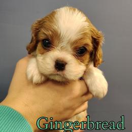 Gingerbread - Blenheim male Cavalier King Charles Spaniel puppy in Rockville, Maryland from Skais the Limit Cavaliers
