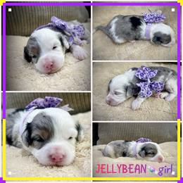 Jellybean - Blue merle female Aussiedoodle puppy in Houston, Texas from Jomelkin Furry Pals