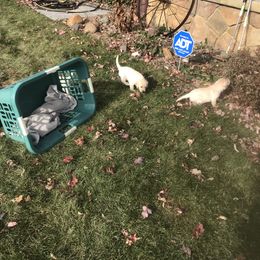 Labrador Retriever Puppies from Whispering Creek British labs LLC