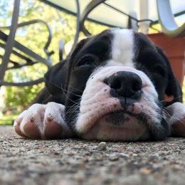 Boxers from Boxnen Boxers