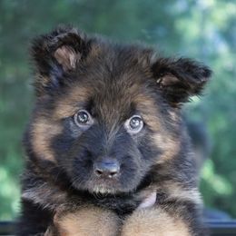 Freddy Fender - Black and red male German Shepherd puppy in Canton, Texas from WILDWOOD GERMAN SHEPHERDS