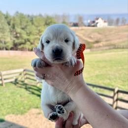 Mr. Orange - Light golden male Golden Retriever puppy in Jasper, Tennessee from Suncoast Goldens