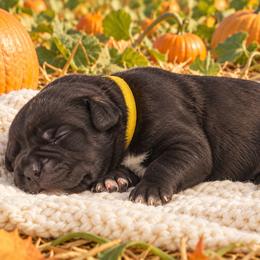 Yellow Collar Girl - Black female Cane Corso puppy in Gorman, Texas from McOmber Country Kennels