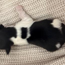 Boy 2 - Black tan and white male Biewer Terrier puppy in West Haven, Connecticut from Lozado’s Biewers