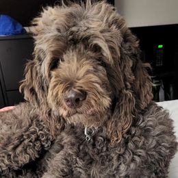 Lola - Goldendoodle