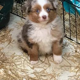 Pembroke Welsh Corgi, Miniature Australian Shepherd, and Toy Australian Shepherd Puppies from Midwest Mini/Toy Aussies