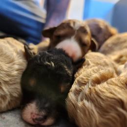 Goldendoodle Puppies from Ziggy's Doodles