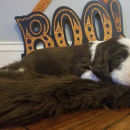 Dogue de Bordeaux and English Springer Spaniel Puppies from Wildwood