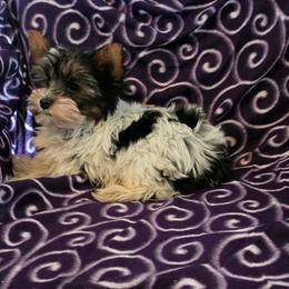 Felix - Parti male Yorkshire Terrier puppy in Bartlesville, Oklahoma from Chracy's yorkie babies