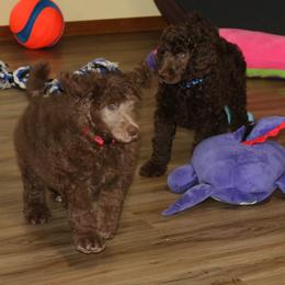 Poodle Puppies from RK'S Pets