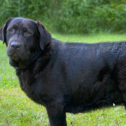 Precious - Labrador Retriever