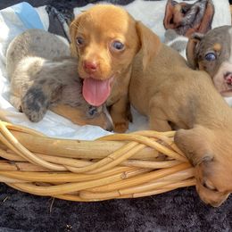 Maribell - Dapple female Dachshund puppy in Magnolia, Texas from Carrie’s Countryside Dachshunds
