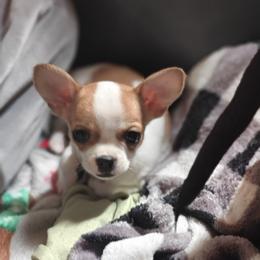 Ellie Marie - Chocolate and white female Chihuahua puppy in Gray, Louisiana from Chi Chi's Place LLC