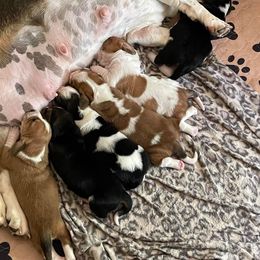 Basset Hound Puppies from Blessed Bassets