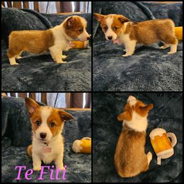 Pembroke Welsh Corgi Puppies from STR Corgis