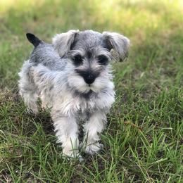 Miniature Schnauzer Puppies from Circle R Ranch