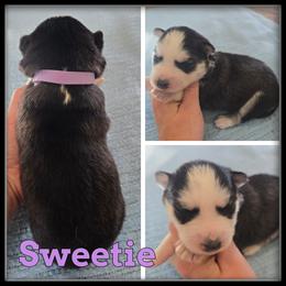 Sweetie - Black and white female Siberian Husky puppy in Merrill, Michigan from Haase Family Kennels