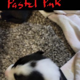 Girl 4 - female Border Collie puppy in Aberdeen, Washington from Misty Mountain Border Collies