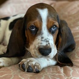Basset Hound Puppies from PoeCo Basset Hounds