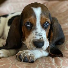 Basset Hound Puppies from PoeCo Basset Hounds
