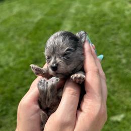 Merle boy - Blue merle male Pomeranian puppy in Oak Lawn, Illinois from Pomeranian Boutique