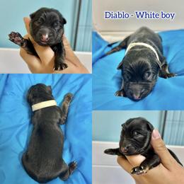 Diablo - White boy - Bi-color male German Shepherd puppy in Oakley, California from Von Guadachi German Shepherds & Audacity Border Collies