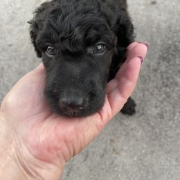 "Purple Collar Female" Poodle Puppies from Abbott Standard Poodles