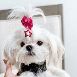 Kenzo - White male Maltese puppy in Mc Kinney, Texas from Made to Love Maltese LLC