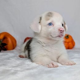 Dolly aka Iris - Blue merle and white female American Corgi puppy in Clarksville, Tennessee from Cold Creek Family Farm LLC