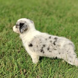 Border Collie Puppies from Bond Border Collies