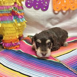 Andros - Liver male Miniature Schnauzer puppy in Huntington, Utah from Schnauzers on Robinson Lane