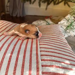 Pembroke Welsh Corgi Puppies from Hansen Corgis