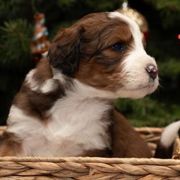 Donner - Sable male Aussiedoodle puppy in Lodi, California from KJ Doodles