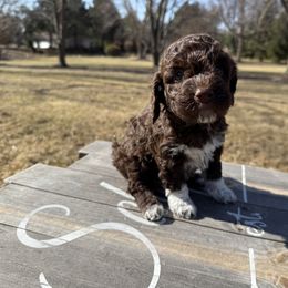 Girl 6 - Brown Lagotto Romagnolo puppy in Illinois from Spalvieri Lagotti Services