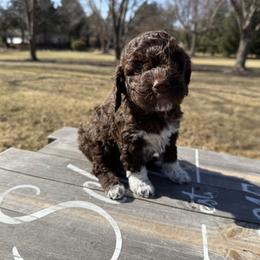 Girl 6 - Brown Lagotto Romagnolo puppy in Illinois from Spalvieri Lagotti Services