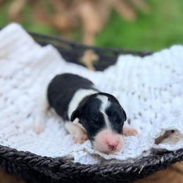 Breeze - Parti male Goldendoodle puppy in Pollock Pines, California from Penny Lane’s Doodles