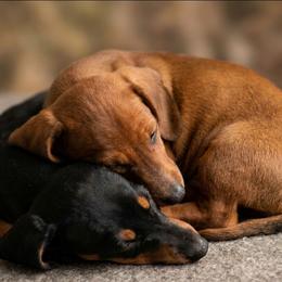 Beast boy - Red male Dachshund puppy in Tucson, Arizona from Luna May's daschunds