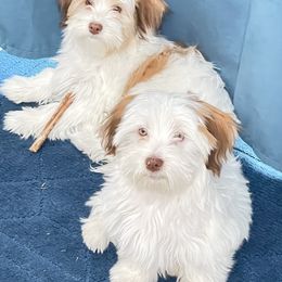 Havanese Puppies from Dean Supreme