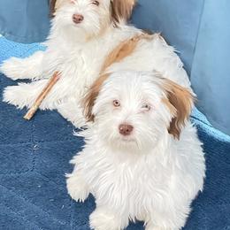 Havanese Puppies from Dean Supreme