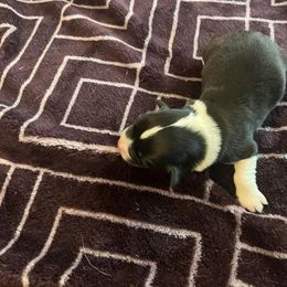 Pembroke Welsh Corgi Puppies from Simply loved corgis