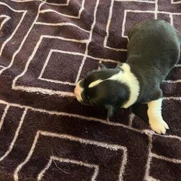 Pembroke Welsh Corgi Puppies from Simply loved corgis