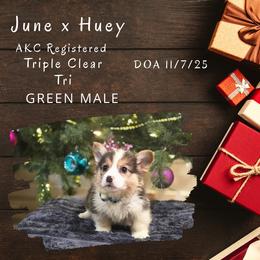 Green male - Black and tan male Pembroke Welsh Corgi puppy in Campbellsburg, Indiana from Kates Corgis