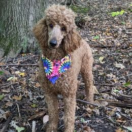 Ariel - Goldendoodle