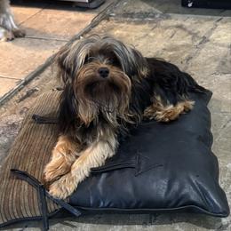 Stitch - Yorkshire Terrier