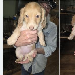 Girl 2 - Chocolate and cream female Dachshund puppy in Jackson's Gap, Alabama from Lake Martin Doxies