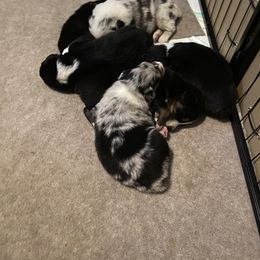 Australian Shepherd Puppies from Sydney’s Sweethearts