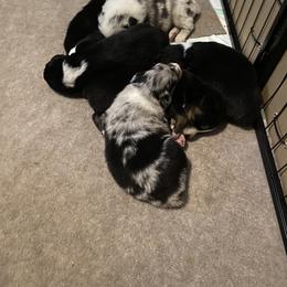 Australian Shepherd Puppies from Sydney’s Sweethearts