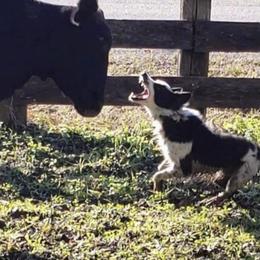 Border Collie All Grown Up from Mccurry Farms